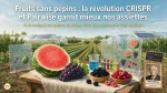 En botanique, plusieurs phénomènes peuvent produire un fruit qualifié de « sans pépins » ou d'apyrène, la multiplication y pense aussi