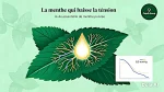 La prise en charge de l'hypertension avec l'huile essentielle de la menthe poivrée, explication dans l'article