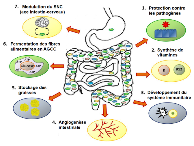 Microbiota roles.png