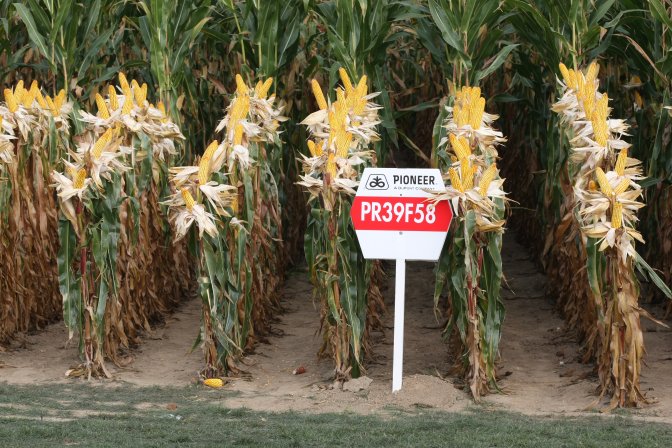 Pioneer maize PR39F58.jpg